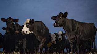 A herd of cows on a farm 