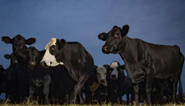 A herd of cows on a farm 