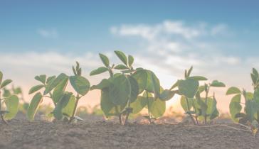 carbon plants